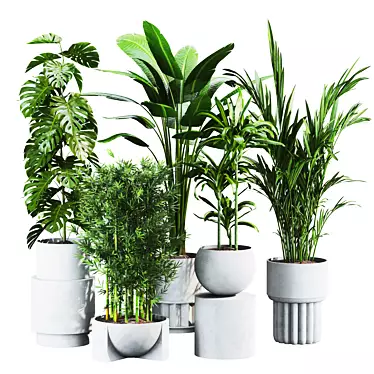 Tropical Plants Set 25 3D model image 1 