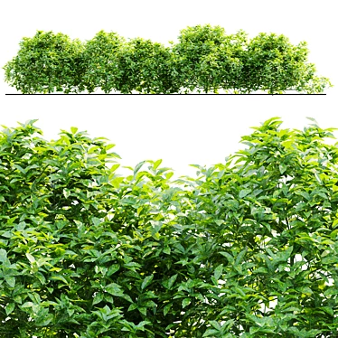 Japanese Laurel Plant Collection Set 3D model image 1 