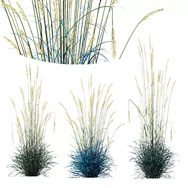 Silvery Blue Evergreen Grass Plant 3D model image 1 