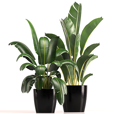 indoor plant set 039