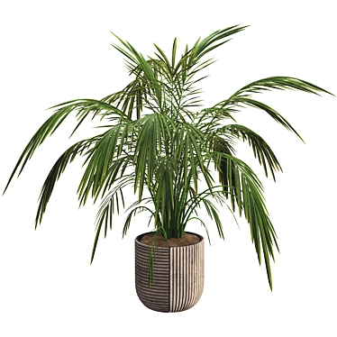 Exotic Palm Tree Pot Collection 3D model image 1 