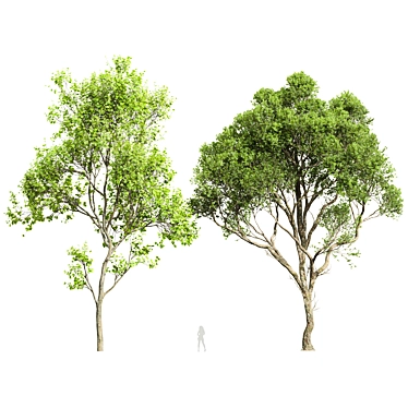 Dual Summer Tree 3D Models 3D model image 1 