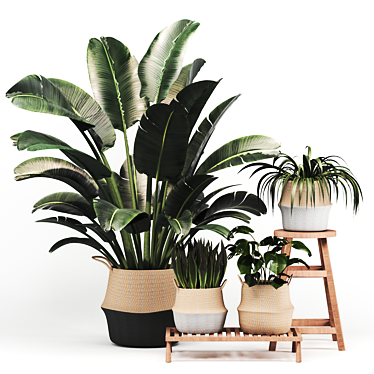 Indoor decorative Plant set 01