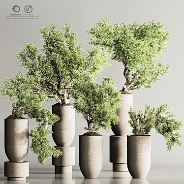 Bonsai & Indoor Plant Assortment 3D model image 1 