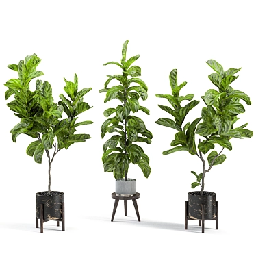 Elegant Fiddle Leaf Fig 3D model image 1 