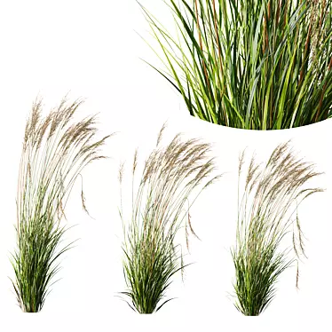 Elegant Moor Grass Decor Element 3D model image 1 