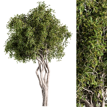 Sourwood Tree Set 167 3D model image 1 