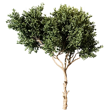 Tree Vol 09 3D Model 3D model image 1 