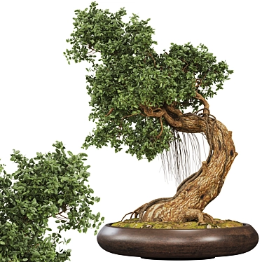 Bonsai 06 2014 3D Model 3D model image 1 