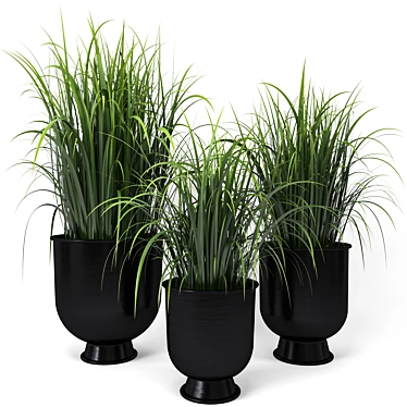 Indoor Plant Set 7