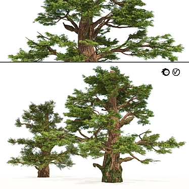 Juniper Berry Trees 3D Model 3D model image 1 