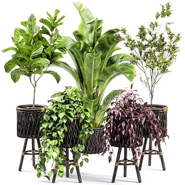 Translated Description: "A beautiful and diverse selection of indoor plants, perfect for creating a green oasis in your home."

Diverse Indoor Plant Collection 3D model image 1 