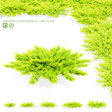 Lime Glow Juniperus Horizontalis Bushes 3D model image 1 