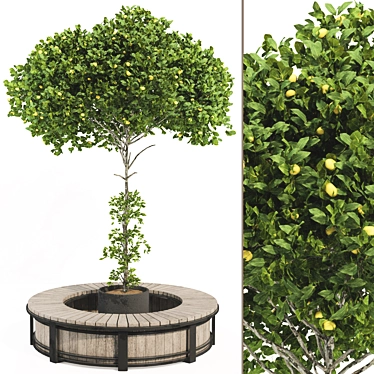 Citrus Garden Lemon Tree 126 3D model image 1 