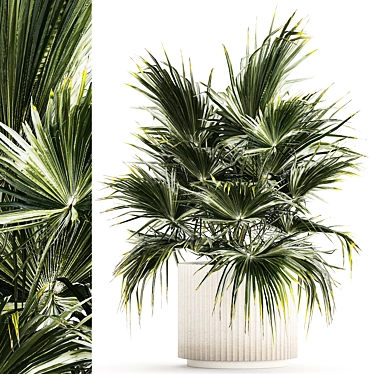 Tropical Palm Plant in Concrete Vase 3D model image 1 