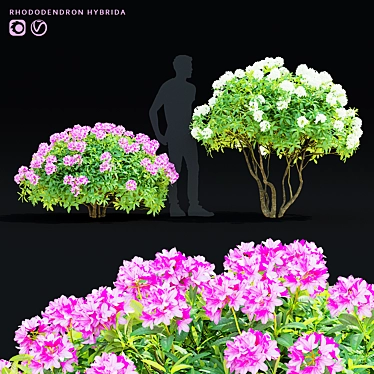 Rhododendron Hybrid Bush Set | 3D Models 3D model image 1 