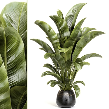 Tropical Banana Plant Mini Garden 3D model image 1 