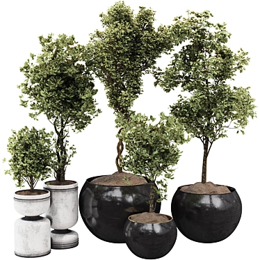 Decorative Bonsai Tree Collection 131 3D model image 1 