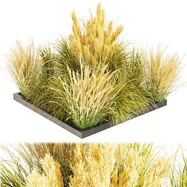  Collection Plant Vol 492: Switchgrass Northwind 3D model image 1 