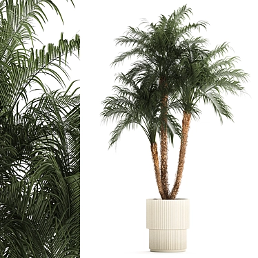 Exotic Phoenix Robelena Palm in White Flower Pot 3D model image 1 