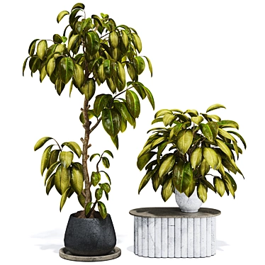 Premium Indoor Ficus Bonsai Tree 3D model image 1 