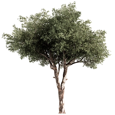 Crimson Wood Set 178 3D model image 1 