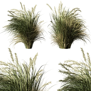 Set of Two Tall Grasses 3D model image 1 