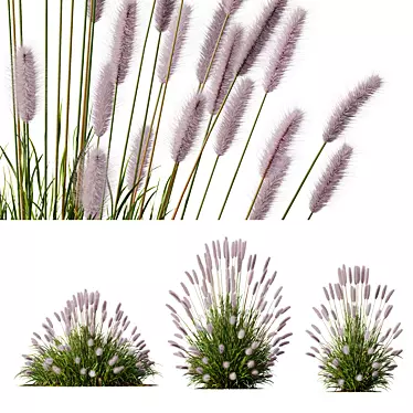 Ornamental Pennisetum Fountain Grass 3D model image 1 