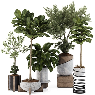 Indoor Bonsai Olive Ficus Collection 3D model image 1 