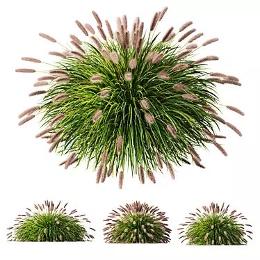 Ornamental Fountain Grass 3D Models 3D model image 1 