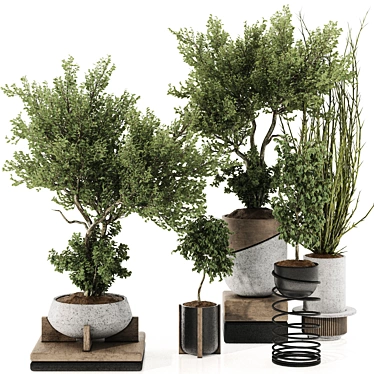 Bonsai Tree & Bush Collection 3D model image 1 