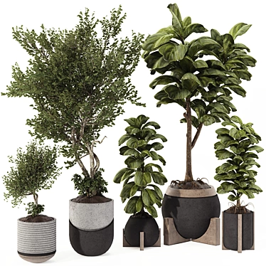 Indoor Bonsai Olive & Ficus Set 3D model image 1 