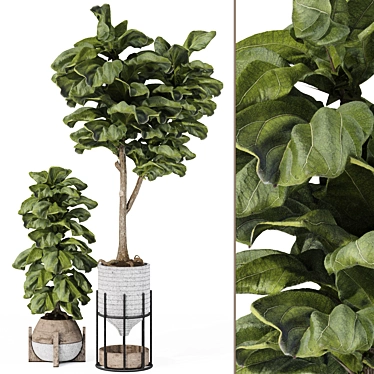 Ficus Lyrata Indoor Plant Display 3D model image 1 