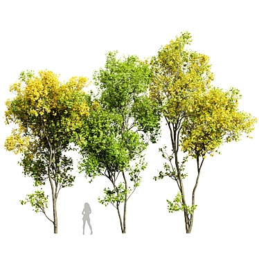 Maple 3D Models Set 3D model image 1 