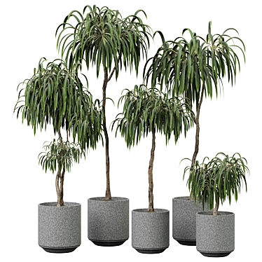  2015 Indoor Plant Model Set 3D model image 1 