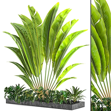 Versatile Indoor/Outdoor Plant Collection 3D model image 1 