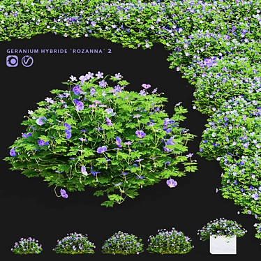 Hybrid Geranium Rozanne Bushes Collection 3D model image 1 