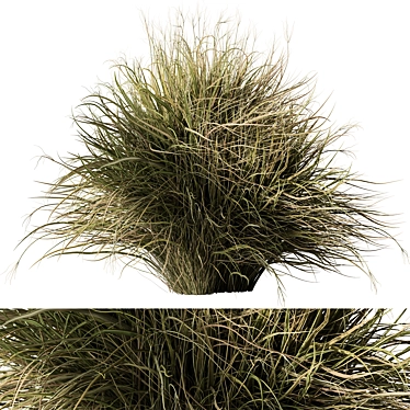 Feather Reed Grass Bundle Set 3D model image 1 