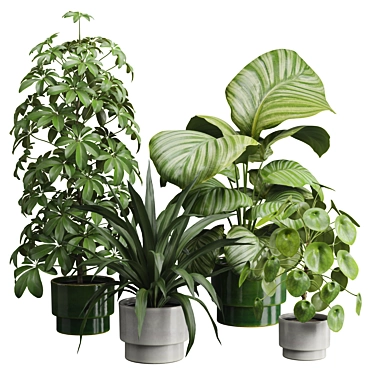 Exotic Indoor Plants Collection 50 3D model image 1 