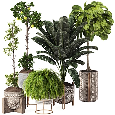 bohemian Indoor Tropical Plant Collection Set 175