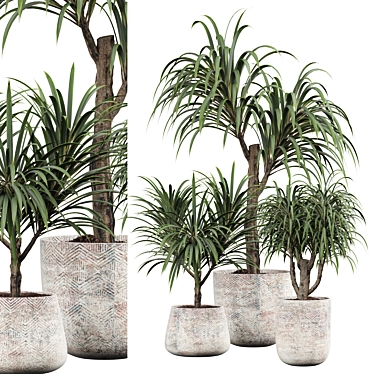 Tropical Palm Plant for Interior 3D model image 1 