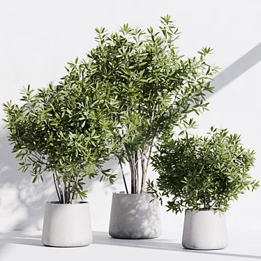 Modern Indoor Plant Set Kit 3D model image 1 