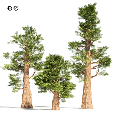 Giant Redwood Tree Collection 3D model image 1 