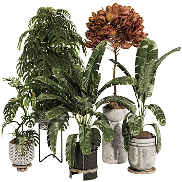 Indoor Tropical Plant Collection Set 181