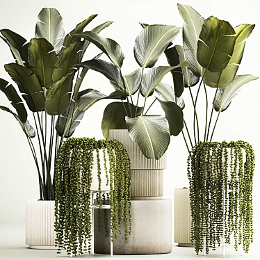 Tropical Plant Decor Set: Strelitzia, Calathea Lutea, Succulents 3D model image 1 