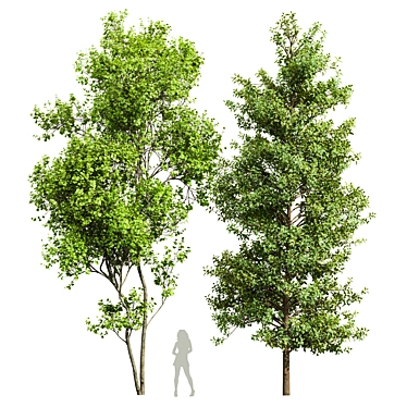 Dual Real Tree 3D Models 3D model image 1 