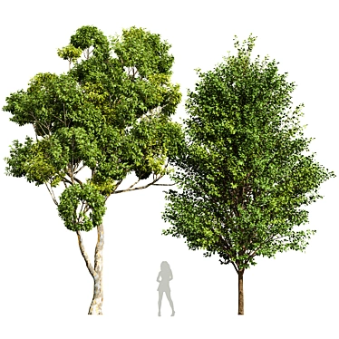  Dual 3D Tree Models 3D model image 1 