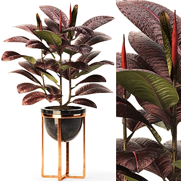 Modern Indoor Ficus Elastica Set 3D model image 1 