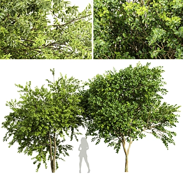 Exotic 3D Tree Models Set 3D model image 1 