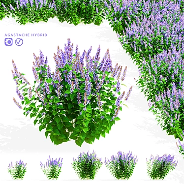 Hybrid Agastache Flower 3D Models 3D model image 1 